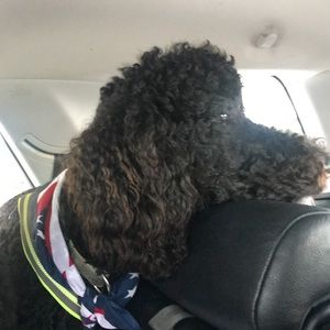 Meet your Posher, Bailey